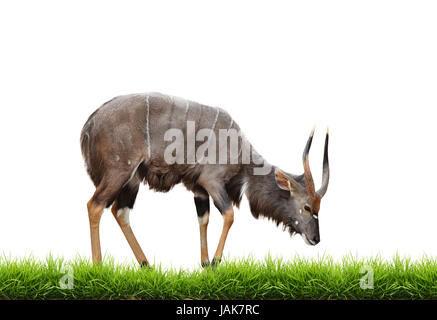 Nyala con erba verde isolato su sfondo bianco Foto Stock