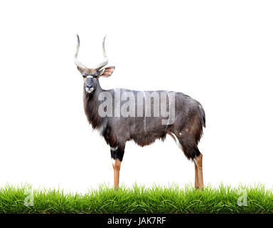 Nyala con erba verde isolato su sfondo bianco Foto Stock