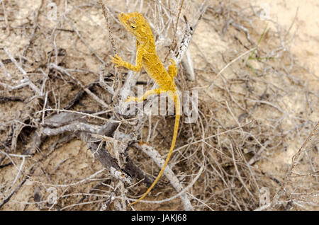 Piccolo giallo lizard in La Guajira, Colombia Foto Stock