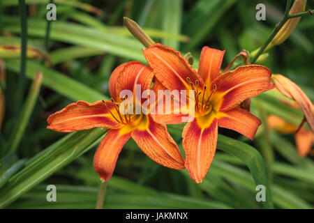 Una coppia di gigli arancione Foto Stock
