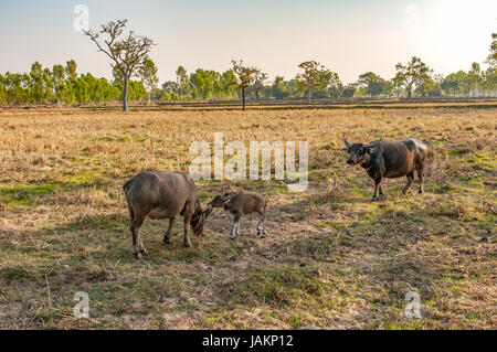 Bufalo d'acqua madre e bambino mangiare erba nel campo paese nel sud-est asiatico Foto Stock