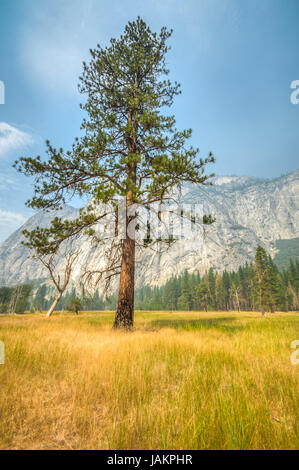 Il parco nazionale di Yosemite secondo la guida Lonely tree in prato con mountain in background Foto Stock