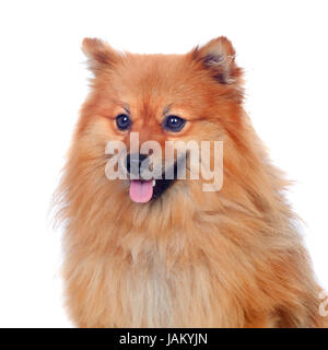 Bella Pomerania cane isolato su uno sfondo bianco Foto Stock