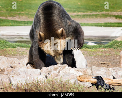 Close up di adulto orso grizzly alla ricerca di cibo sotto le rocce in il Grizzly and Wolf Discovery Center, il Parco Nazionale di Yellowstone. Foto Stock