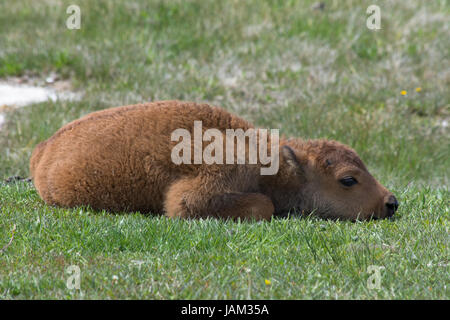 Close up di un vitello di bisonte arricciato su erba verde pronto per un pisolino. Fotografato nel parco nazionale di Yellowstone. Foto Stock