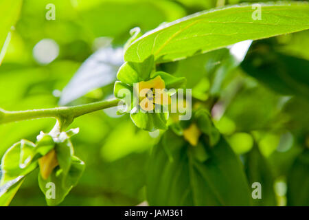 Asian cachi o kaki (Diospyros kaki) fiore (bud) su albero Foto Stock