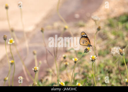 Monarch africano colorato, farfalla tigre pianura, Danaus chrysippus, Grande Kruger National Park, Sud Africa Foto Stock