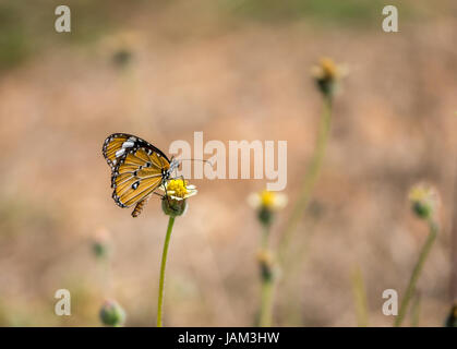 Monarch africano colorato, farfalla tigre pianura, Danaus chrysippus, Grande Kruger National Park, Sud Africa Foto Stock