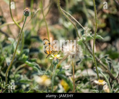 Monarch africano colorato, farfalla tigre pianura, Danaus chrysippus, Grande Kruger National Park, Sud Africa Foto Stock