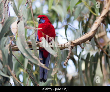 Rosso pappagallo australiano seduti in un albero di eucalipto Foto Stock