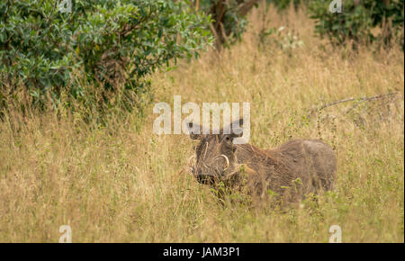 Primo piano del warthog maschile, Phacochoerus africanus, in erba, Grande Parco Nazionale Kruger, Sud Africa Foto Stock