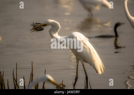 Un Airone bianco maggiore con la sua cattura con una mattina beatutiful glow cadere sull'uccello dal lato Foto Stock