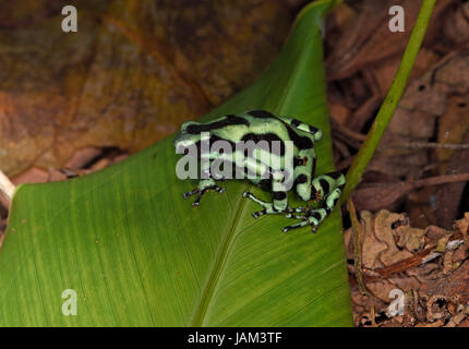 Veleno verde Freccia (Rana Dendrobates auratus) seduta sulla foglia caduti a terra, Costa Rica, Marzo Foto Stock