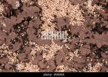 Nero Garden Ant (Lasius niger) esposta nest che mostra i lavoratori e bozzoli, Monmouth, Galles, Settembre Foto Stock