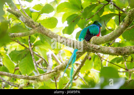 Risplendente quetzel in un albero di avocado in monteverde costa Rica foresta pluviale Foto Stock