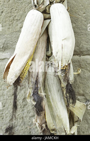 Essiccato di pannocchie di granoturco appeso alla parete, il cibo e la natura Foto Stock