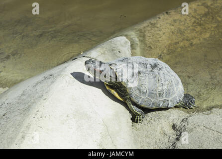 La tartaruga sulla riva del lago, zoo di animali Foto Stock