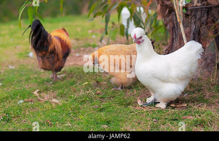 Vita organica tre polli ruspanti due chooks gallo e Foto Stock