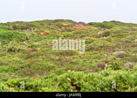 Brughiera a Cap Frehel in Bretagna, Francia Foto Stock