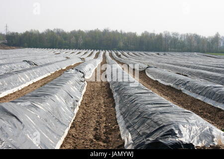 Un grande, con il foglio-coperto campo di asparagi ein groes,mit Folie abgedecktes Spargelfeld Foto Stock
