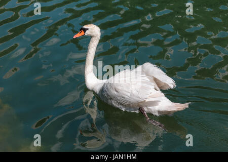 Il White Swan nel lago Mosigo vicino a Dolomiti italiane scenario delle Alpi Foto Stock