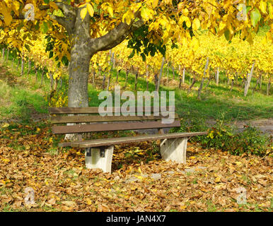Sitzbank in der Natur mit buntem Herbstlaub Foto Stock