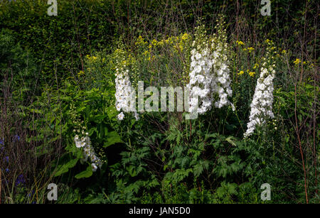 White delphinium " custode bianco" (Custode serie) in fiore nel giardino di una frontiera di RHS Wisley Gardens, Surrey, sud-est dell'Inghilterra, Regno Unito Foto Stock