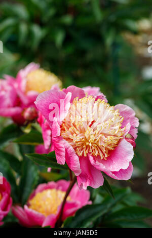 Paeonia lactiflora 'Doreen', bianco e rosa peonia con petaloids giallo fiore in tarda primavera inizio estate, RHS Wisley Gardens, Surrey, England, Regno Unito Foto Stock