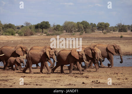 Una mandria di giovani elefanti sono a piedi da un fiume nel parco nazionale orientale di Tsavo in Kenya. Dopo un bagno di polvere nel vivo del suolo, la loro pelle sarà typica Foto Stock