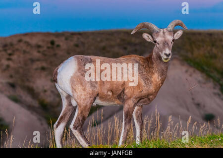 Adulto Badlands Bighorn maschio contro cielo mattutino Foto Stock