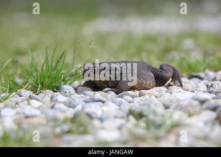 Bufo toad giacente su pietre e erba sotto il sole Foto Stock