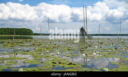 Idilliaco Lago Mueritz con fishnets, foresta in background e cielo blu con nuvole Foto Stock