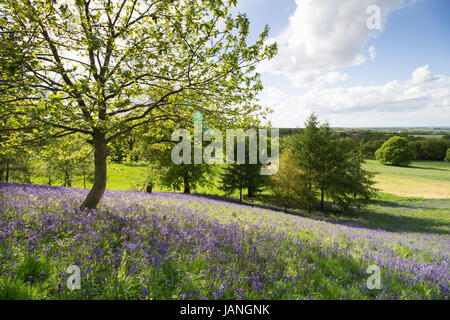 Bluebells nella motivazione della Merevale Hall, North Warwickshire nella foto durante un open day Foto Stock