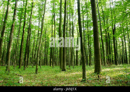 Foresta di faggio in estate visto da sotto con la luce del giorno sul suolo della foresta Foto Stock