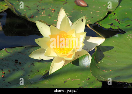 Blühende Seerose (Nymphaea alba) in einem Gartenteich Foto Stock