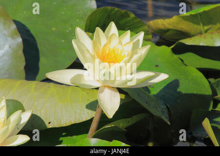 Blühende Seerose (Nymphaea alba) in einem Gartenteich Foto Stock