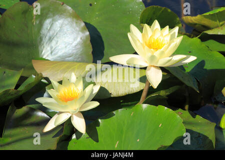 Blühende Seerose (Nymphaea alba) in einem Gartenteich Foto Stock