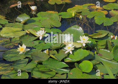 Blühende Seerose (Nymphaea alba) in einem Gartenteich Foto Stock