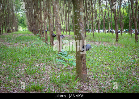 Hevea Brasiliensis. Alberi della gomma per il business Foto Stock