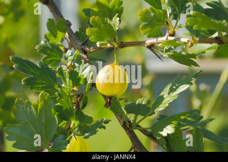 Stachelbeere (Ribes uva-crispa) un einem Stachelbeerstrauch Foto Stock