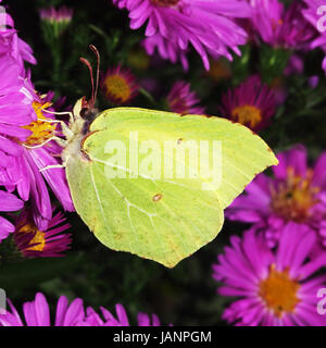 Zitronenfalter auf Asternblüte beim Nektartrunk Foto Stock