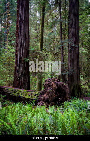 Felci e redwoods lungo il Boy Scout Trail a Jedidiah Smith parco dello Stato nel nord della California. Foto Stock