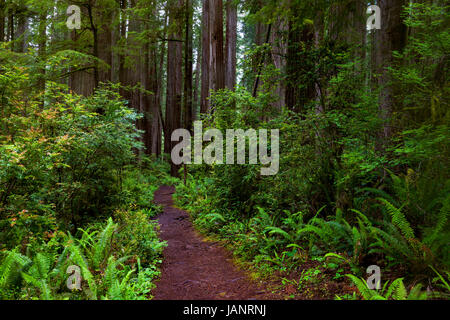 Felci e redwoods lungo il Boy Scout Trail a Jedediah Smith parco dello Stato nel nord della California. Foto Stock