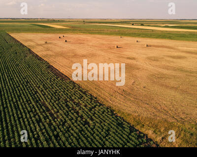 Vista drone di tondo di balle di fieno in campo, agricoltura e cereali e colture Foto Stock