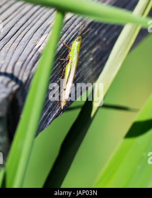 Dettaglio di una cavalletta su un asse di legno Foto Stock