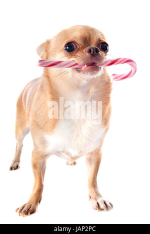 Vestito chihuahua con la caramella di fronte a uno sfondo bianco Foto Stock