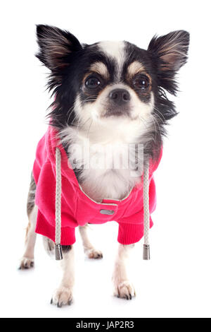Vestito chihuahua davanti a uno sfondo bianco Foto Stock