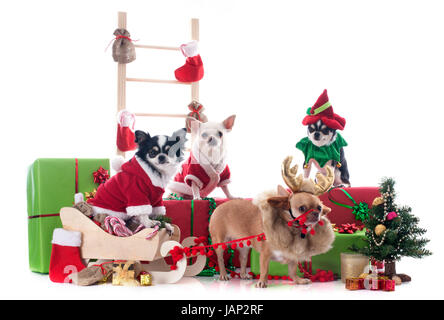 Natale chihuahuas davanti a uno sfondo bianco Foto Stock