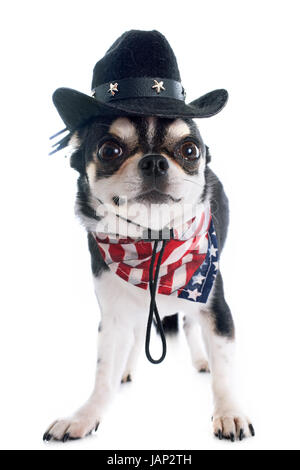 American chihuahua davanti a uno sfondo bianco Foto Stock