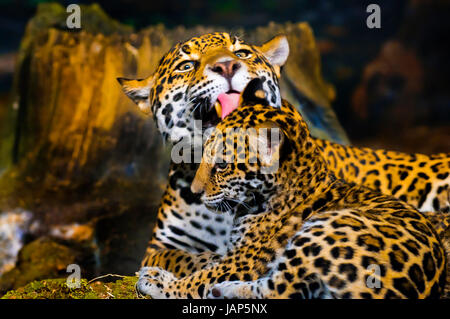 Femmina adulta Jaguar leccare la sua giovane cub Foto Stock